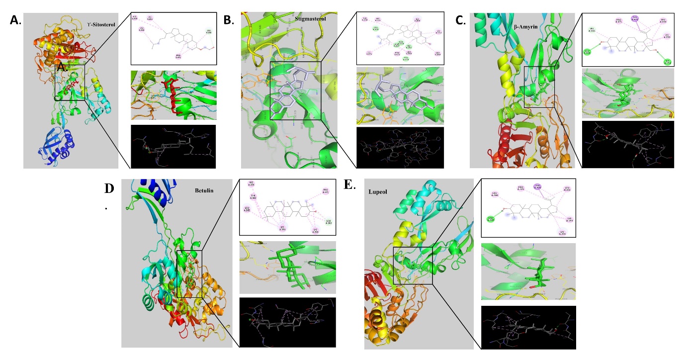 Molecular docking analysis of phytocompounds with protein 5M18 expressed in S. aureus; A. γ-Sitosterol, B. Stigmasterol, C. β-Amyrin, D. Betulin, E. Lupeol