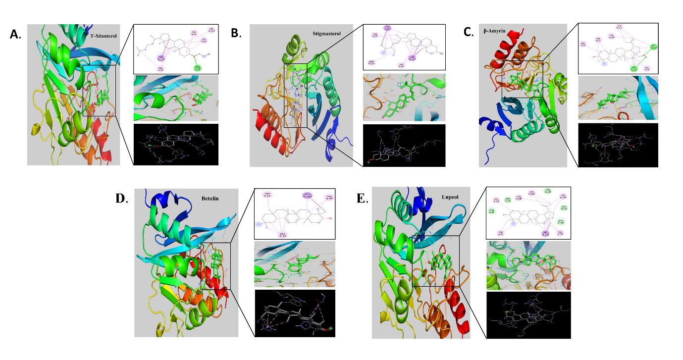 Molecular docking analysis of phytocompounds with protein6LHE expressed in K. pneumoniae; A. γ-Sitosterol, B. Stigmasterol, C. β-Amyrin, D. Betulin, E. Lupeol