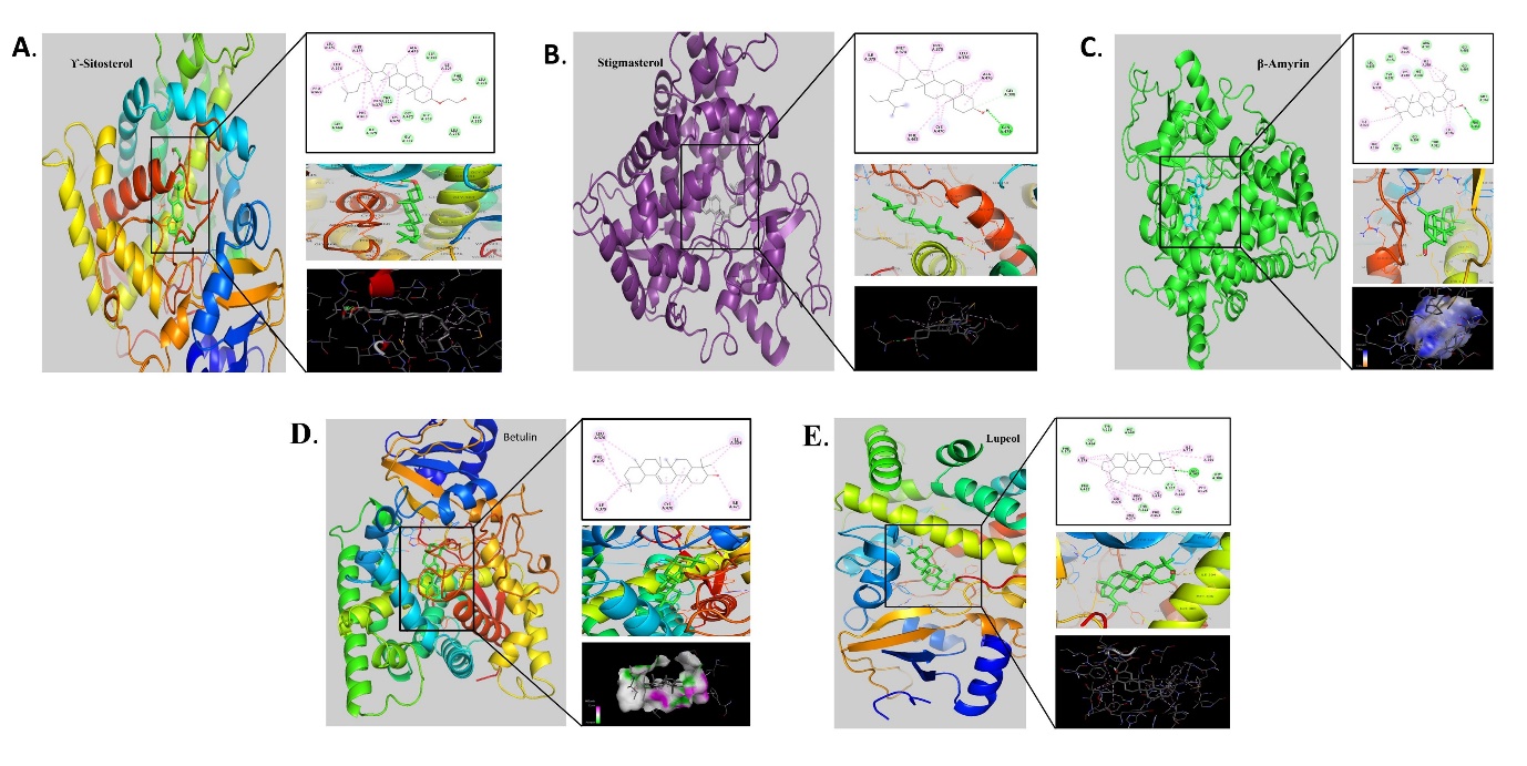 Molecular docking analysis of phytocompounds with protein 5FSA expressed in C. albicans; A: γ-Sitosterol, B: Stigmasterol, C: β-Amyrin, D: Betulin, E. Lupeol