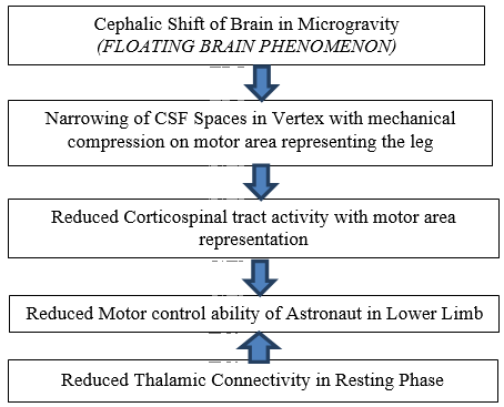 Schematic Diagram showing the probable mechanism leading to reduced ability to move lower limbs among astronauts in long period outer space missions.