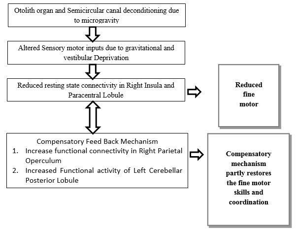 Showing the structural and functional adaptation of the Central Nervous System (Neuroplasticity) to prolonged period of microgravity.