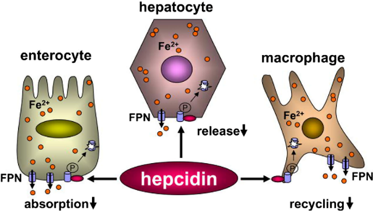 Hepcidin-Ferroportin axis (Image Source15 )