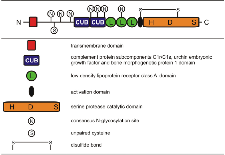 Structure of TMPRSS gene (Image Sources)18