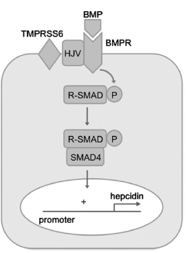 Model of hepcidin regulation by matriptase-2K (Image Source)5
