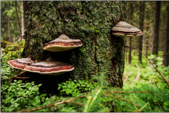 Chaga mushroom
