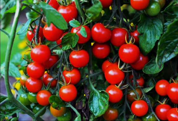 Cherry tomato