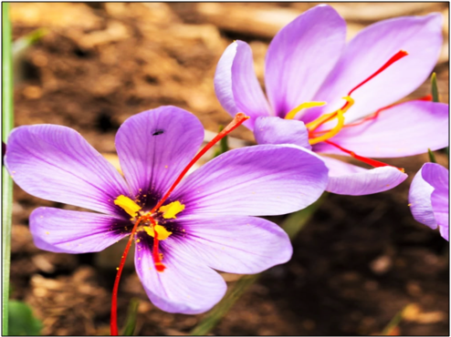 Saffron