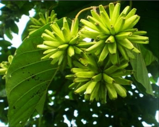 Chinese happy tree