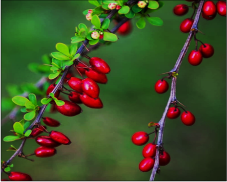 Barberry