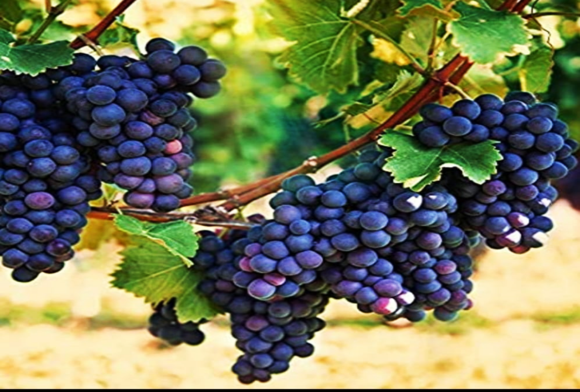 Grapes