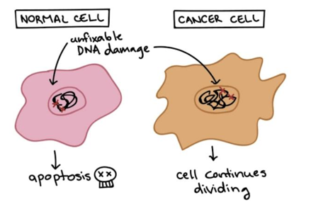 Diagram shows different responses of normal and cancer cells to conditions that would typically trigger apoptosis.
