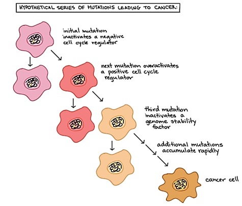 Mutations leading to Cancer