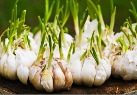Garlic