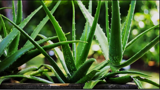 Aloe vera