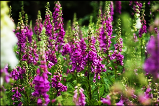 Digitalis