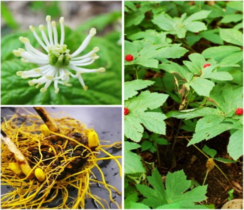 Goldenseal root