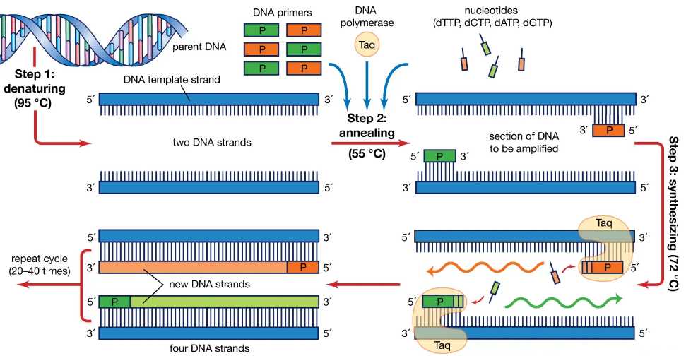 Diagrammatic representation of polymerase chain reaction (Encyclopedia Britannica, Inc)