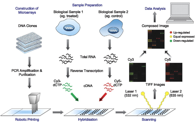 Schematic representation of microarray technology (Christine A White)