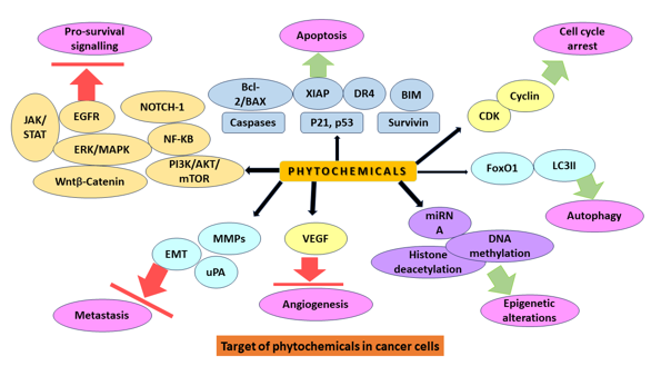 Gene regulatory mechanisms of phytochemicals.
