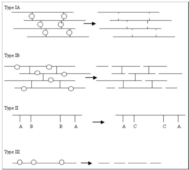 Schematic representation of degradation mechanisms A - hydrophobic substituent, B to C - represent hydrolysis, ionization or protonation. Type I describes the degradation of water-soluble macromolecules. Type II describes the dissolution of water insoluble macromolecules. Type III describes the degradation of insoluble polymers with labile bonds10