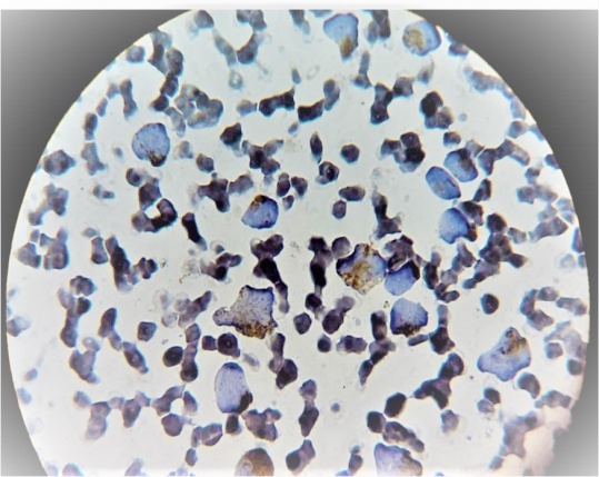 MPO stain CML(oil immersion)
