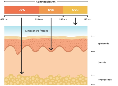 Effect of UV radiation on human skin layers