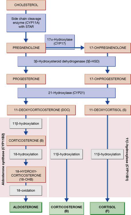 Physiology & biosynthesis of corticosteroids7