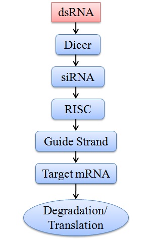 The general role of RNAi