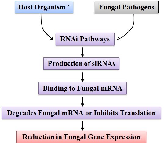 RNA interference (RNAi) targets and inhibits fungal genes to fight infections