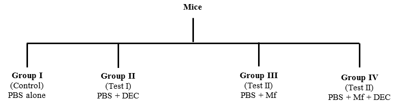 Grouping of animals for infection and DEC treatment.
