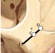 Skull lateral view showing the points C and O; and L1