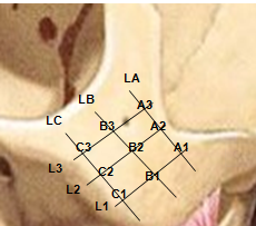Skull lateral view showing the L1-L3 and LA-LC; and the points A1-A3, B1-B3, and C1-C3