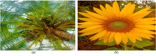 a: Coconut oil b: Sunflower oil