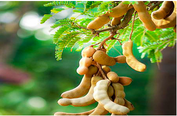 Tamarind