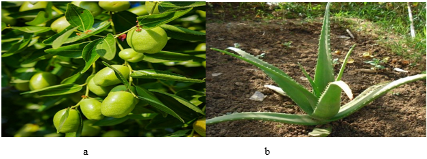 a: Jojoba Oil. b: Aloevera