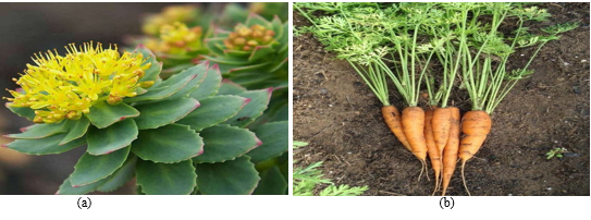 a: Rhodiola Rosea. b: Carrot