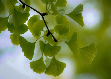 Ginkgo