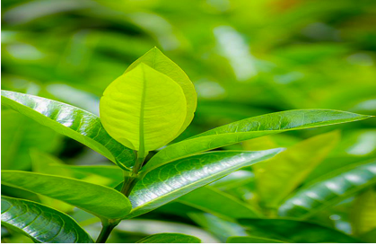 Green tea