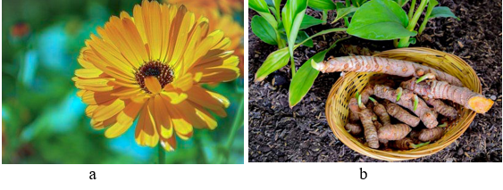 a: Calendula. b: Turmeric