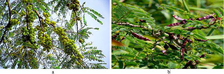 a: Amla b: Shikakai