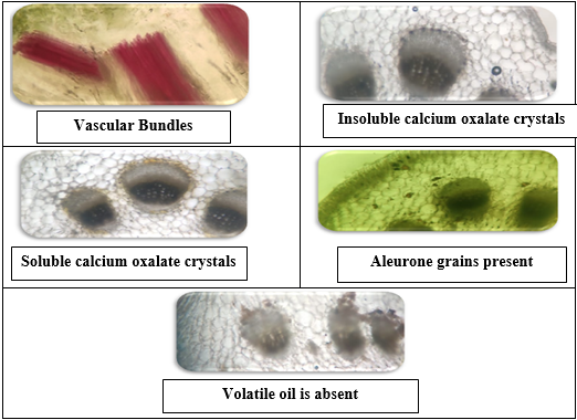 Microscopy of Launaea sarmentosa