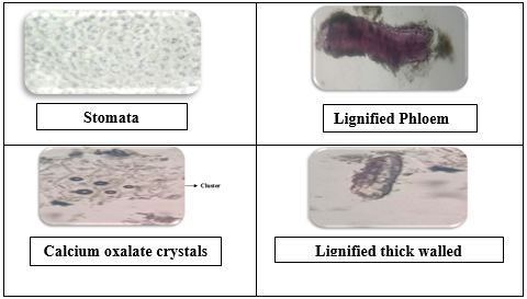 Powder microscopy of Launaea sarmentosa