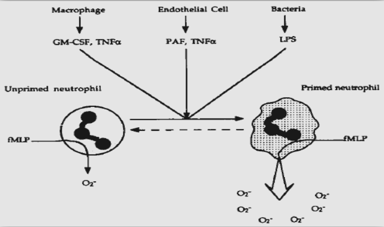 Diagrammatic representation of Hyper-responsiveness PMNs/ Priming in LAgP