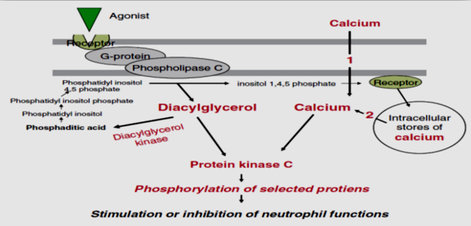 Diagrammatic representation of stimulation or inhibition of neutrophil functions