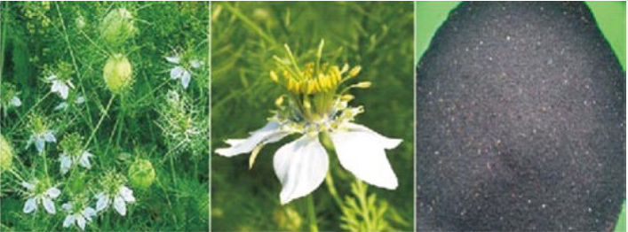 Morphological features of N. sativa. 12 