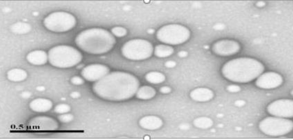 TEM images of Pazopanib-loaded PLGA nanoparticles
