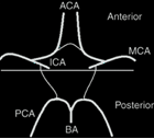 Division of circle of Willis into anterior and posterior parts