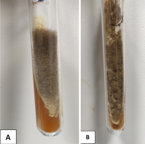A&B: Subculture showing separate growth of A: Rhizopus arrizhus and B: Aspergillus flavus in SDA tube