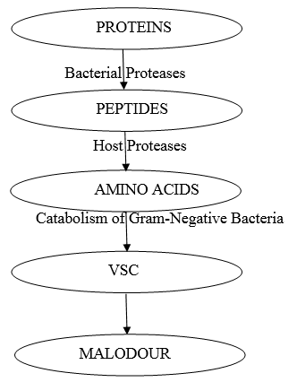 Physiology (Production of VSCs)
