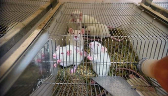 Laboratory mice in a cage